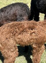 alpaca for sale