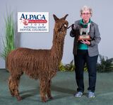 alpaca for sale