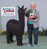 alpaca for sale