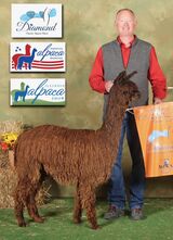 alpaca for sale