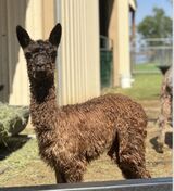 alpaca for sale