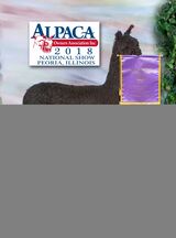 alpaca for sale