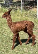 alpaca for sale