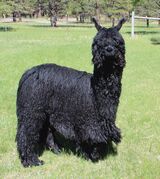 alpaca for sale