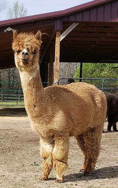 Alpaca Farm Tours, Shop Alpaca  Pacabella Farm Alpacas & Boutique