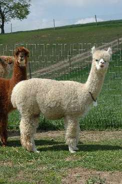 FPA Accoyo Kiylan s Snowball Phoebe Pacabella Farm Alpacas