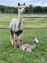 with 2024 male cria