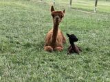 alpaca for sale