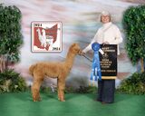 2024 cria Elegance