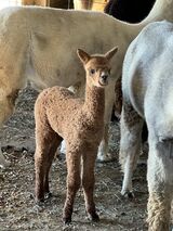 2024 cria Elinora