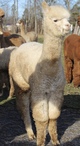 2018 female cria