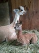 First cria!