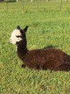 Latest cria - DSG female!