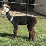 alpaca for sale