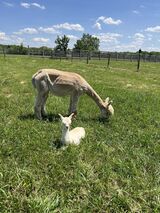 alpaca for sale