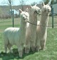 Dallas(middle) with 1/2 Brothers in Get of Sire