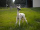 2011 Cria-Splash (Juan Valdez Sire)