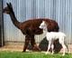 07 Daughter Ruby with her cria