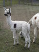 2011 Female Cria At Side - Splash