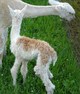 AvaLon as cria