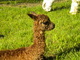 2012 Female Cria Sarona