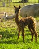 2012 Female Cria Sarona