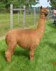 2012 Female Cria Sarona @ 12 months