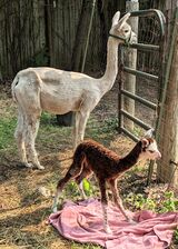 Newborn with Mom Penne