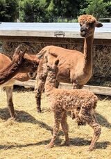 Newborn with dam