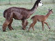 Intrigue as a cria with Mom