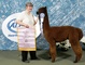 Service Sire - PLF Peruvian Red Hot Chocolate - Reserve Champion