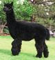 Super Sire - CPeruvian Axtion Jaxon - True Black sire that holds LINGERING Fineness and so does his 