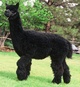 Service Sire - CPeruvian Axtion Jaxon