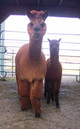 Zoe w 2011 CPeruvian Axtion Jaxon FEMALE Cria