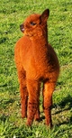 Zoe as a Cria with with a milk mustache