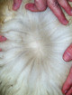 2012 Tail Fleece