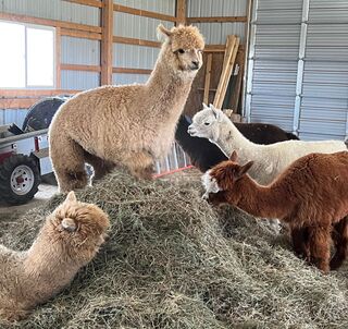 Playing king of the hay hill