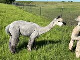 alpaca for sale