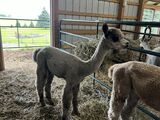 alpaca for sale