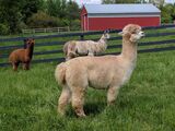 alpaca for sale