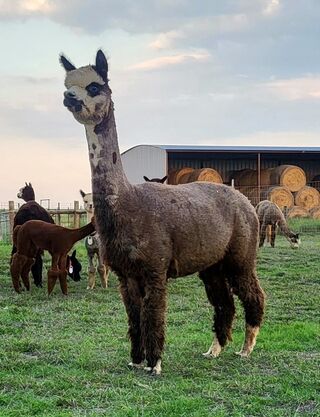 A Paca Fun's Gabriella