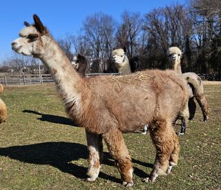 Gray Alpaca Co's Caty Cloud