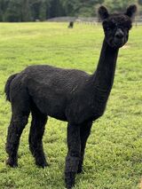 alpaca for sale