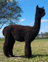 alpaca for sale