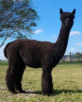 alpaca for sale