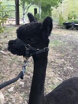 alpaca for sale