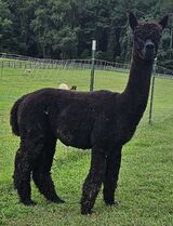 alpaca for sale