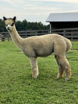 alpaca for sale