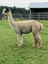 alpaca for sale