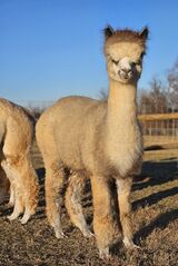 alpaca for sale